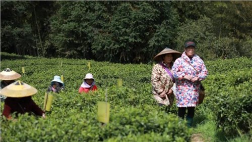 懷景懷鄉(xiāng)懷味 | 會(huì)同寶田茶飄香 春日采茶忙